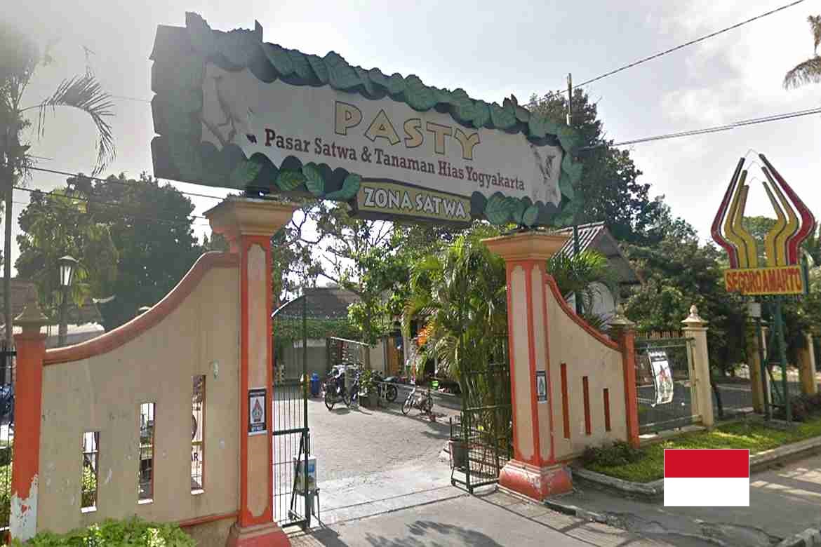 印尼 日惹鳥禽市場 Pasty Pasar Satwa Dan Tanaman Hias Yogyakarta 奇珍異獸 狗皮滑滑 自助 自駕遊